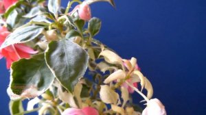 ОБЗОР БАЛЬЗАМИНА вариегатного♥ Комнатные растения