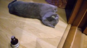 Коты и Валерьянка - Забавные подборки #1