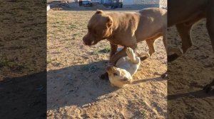 Майло против Найды питбуль питбули питбультерьер