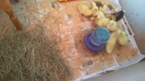 Подстилка для утят в брудере// содержание утят дома//