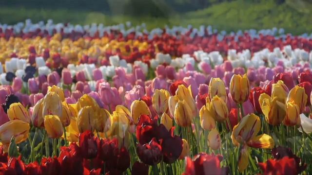 Поздравление МАМЕ с 8 марта. Видео бутик 2017 смотреть онлайн