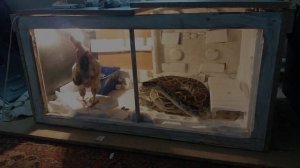 ПИТОН СОЖРАЛ курицу   PYTHON devour chicken