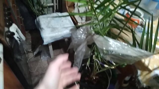 Мой Финик 28.10.2023 смотреть онлайн