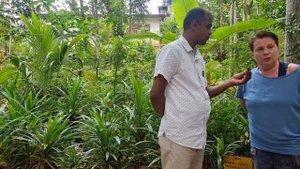 ? Шри-ланка Аюрведический центр, сад специй "Жемчужина Шри-ланки " Экскурсия Продолжение