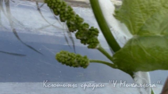 НА МАЙСКОЙ  ДАЧЕ  Продолжаем работы с виноградом.