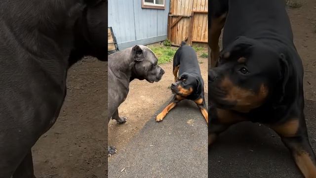 The boys at it again! ( Cane corso vs Rottweiler