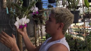 FLORAÇÃO DE ORQUÍDEAS CATTLEYA WALKERIANA E DIA DAS MÃES