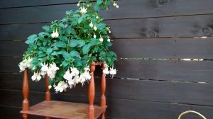 Мои фуксии, август 2022