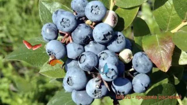 Голубика высокорослая Блюджей (bluejay) ? обзор: как сажать, саженцы голубики Блюджей смотреть онлайн