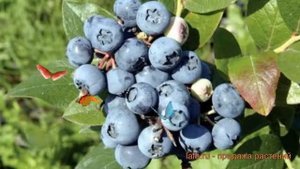 Голубика высокорослая Блюджей (bluejay) ? обзор: как сажать, саженцы голубики Блюджей