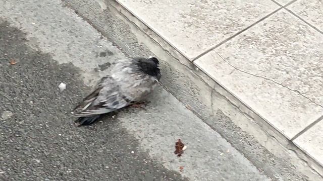 Птичку жалко! Грустный венский голубь | Sad pigeon in Vienna смотреть онлайн