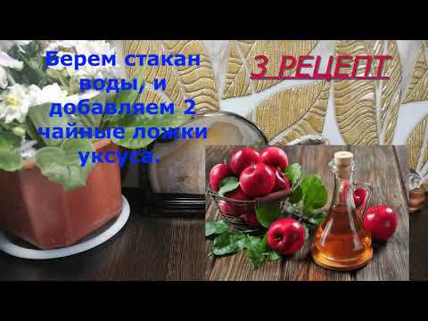 ДОСТУПНЫЕ РЕЦЕПТЫ ДЛЯ ПОХУДЕНИЯ И ОЧИЩЕНИЯ