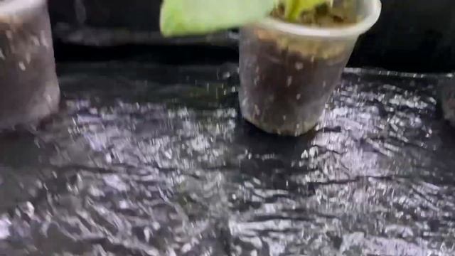 Поддоны для фиалки и как использовать капиллярный мат. Магазин Фиалки в Одессе. смотреть онлайн