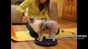 шелти 2 м 5 мес обучение и дрессировка щенка