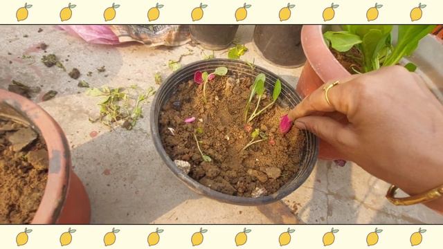Winter Flower Plant Sapling 🌱😍🍂 || Terrace Garden 🏡☘️🌳 #nature #garden #green #plants #greenery