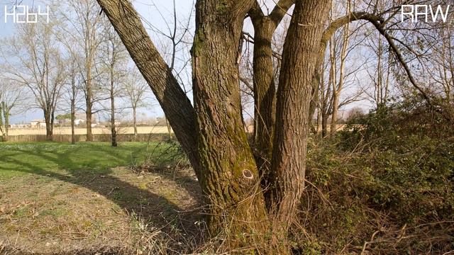 RAW vs H264 Canon 5d Mark III Tamron 24-70 f2.8 смотреть онлайн