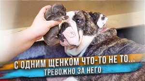 Щенок почти не ест. Неужели с ним что-то не так?
