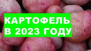 Особенности выращивания картофеля в 2023 году