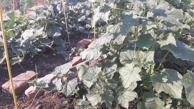 Участок 27.06.2021. Сбор липы. смотреть онлайн