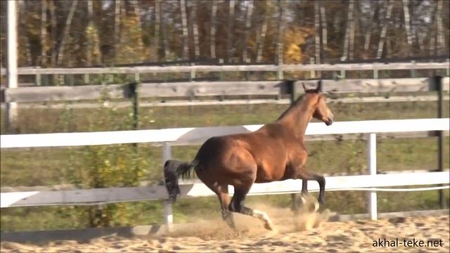 Ахалтекинец Георгин Сэр   For SALE смотреть онлайн