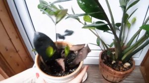 Черный Замиокулькас (Долларовое дерево): как вырастить, уход и содержание