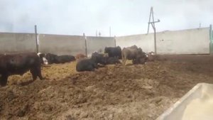бычки Ангус ,Герефорд, Аулекол в Казахстане +77778561857 , цена 1100 тенге-3% скидка за живой вес