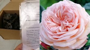 Саженцы роз из питомника Нью Джерси, 18.03.23