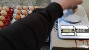 Круглые яйца! что за птица такие несёт