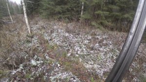 ОХОТА НА КАБАНА С СОБАКАМИ. ВСТРЕЧА С ЛЕБЕДЯМИ. ПЕРВЫЕ ШАГИ. ОХОТА С ЛАЙКАМИ. ОХОТА С РУЖЬЁМ ИЖ-54.