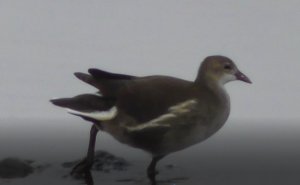 Камышница, Птицы Новгородской области 29.09.2022