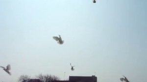 Голуби Азербайджана Бакинские бойные