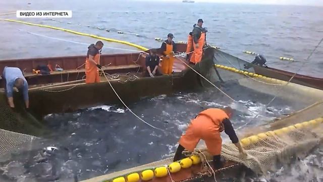 Подход горбуши в этом году будет в три раза меньше, чем в прошлом смотреть онлайн