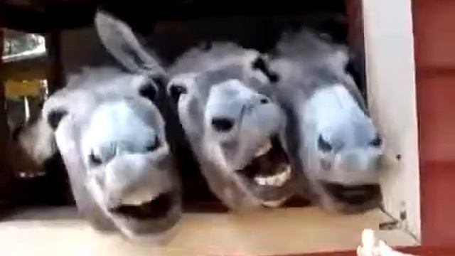 Оочень смешные ослы!!!