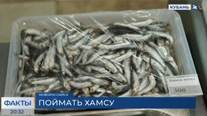 В Новороссийске начался сезон вылова хамсы: как ее ловят и с чем едят