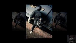 Если черная кошка появилась у вашей двери.