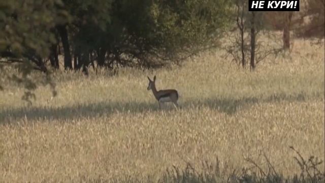 Охота на орикса. Африканское сафари - 2021г смотреть онлайн