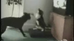 Бокс кота и собаки