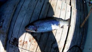 Сегозерское вдхр. Рыбалка на Сегозере июль 2017