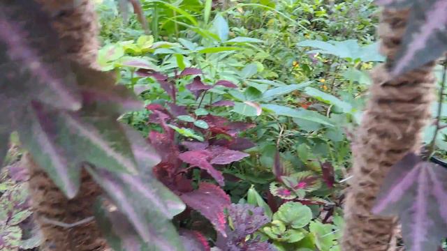 My new climbing plants passiflora trifasciata (duck feet plants), cissus discolor (rex begonia vine