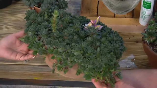 Roberta's 18-piece Live Forever Hens and Chicks Hardy Succulent on QVC смотреть онлайн