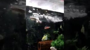 Можно ли золотым рыбкам жить со скаляриями