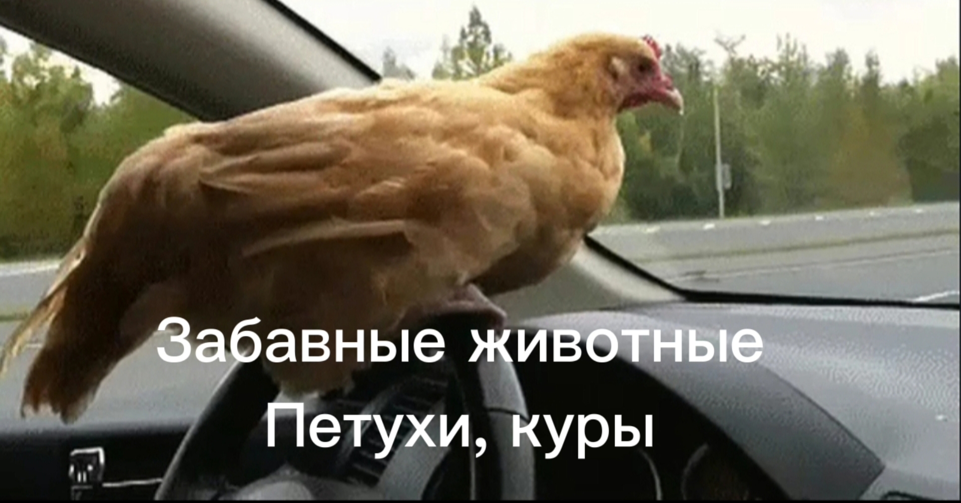 Забавные животные. Петухи, куры. Смешное видео. смотреть онлайн