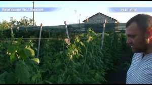 Применение препаратов ВИГОР Форте и АГРОВИН Mg-Zn-B на ремонтантной малине (сорт Joan J)