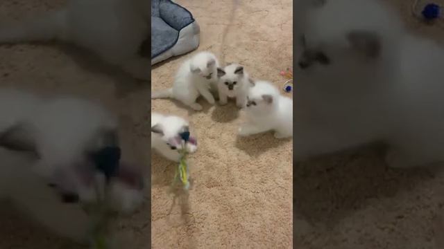 Purebred ragdoll lilac point kittens