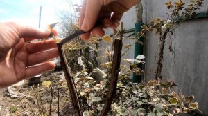 Бересклет на штамбе,бересклет на штамбі,euonymus on the trunk