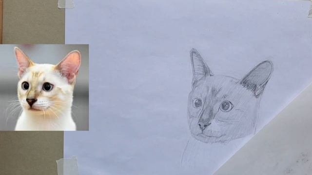 Рисунок кошки в 3/4 карандашом #учимсярисовать
