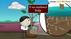 Почему не следует переусердствовать с поливом горшечных растений?