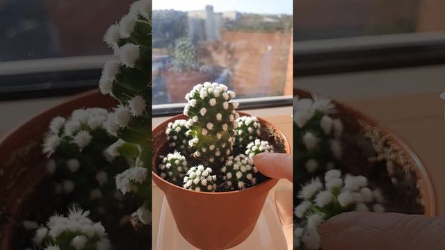 Кактус и его детки смотреть онлайн