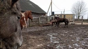 Выпустили жеребца для гулящих кобыл