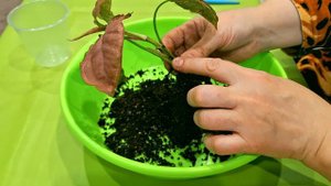 КОМНАТНЫЕ РАСТЕНИЯ(ЦВЕТЫ).НОВИНОЧКА.ПРИШЛА ПОСЫЛКА.